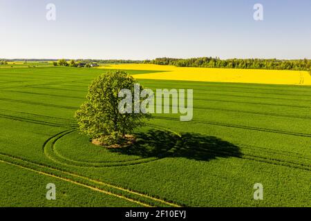 Paesaggio rurale lettone con albero solitario nel mezzo di un campo agricolo verde in una giornata di sole Foto Stock