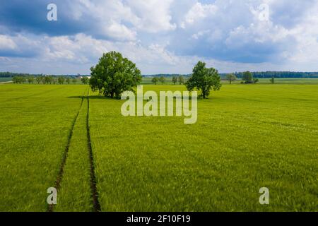 Paesaggio rurale lettone con alberi solitari nel mezzo di un campo agricolo verde in una giornata di sole Foto Stock