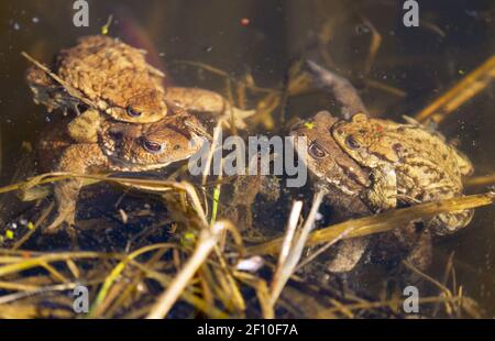 Comune o europeo marrone rospo colorato, i toads di accoppiamento nel laghetto Foto Stock