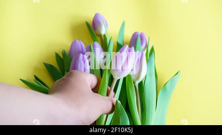 Mano che prende il fiore viola di tulipano da sfondo giallo bouquet Foto Stock