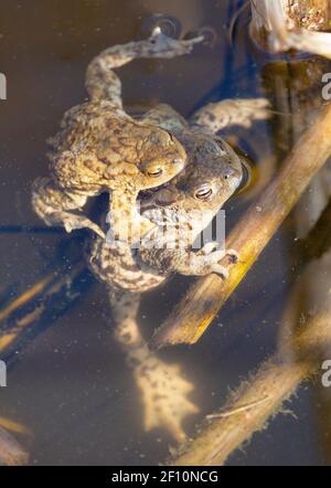 Comune o europeo marrone rospo colorato, i toads di accoppiamento nel laghetto Foto Stock