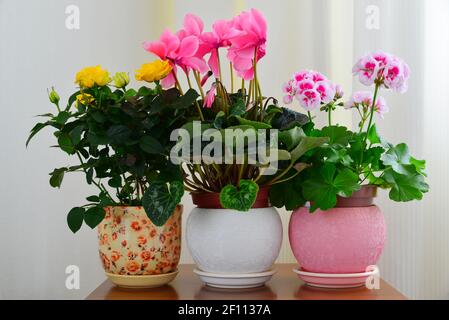 Ciclamino, rosa e geranio su sfondo di tende bianche Foto Stock