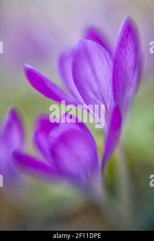 Un Crocus (Crocus sativus) in messa a fuoco morbida, immagine acquisita con un obiettivo Lensbaby. Foto Stock