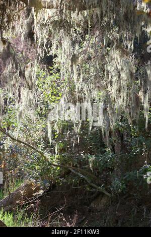 Il lichen Ramalina menziesii, retroilluminato, è appeso ai rami di un vecchio querce, Monterey, CA. Foto Stock