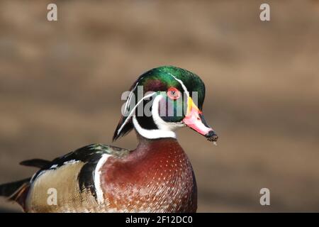 Primo piano di un'anatra in legno drake Aix sponsora spettacolare piumaggio d'allevamento in inverno Foto Stock