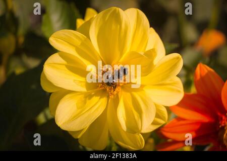 L'ape raccoglie il polline su un fiore selvatico giallo Foto Stock