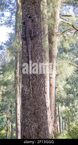 Lace Monitor o Goanna che arrampica lei Oak Tree Foto Stock