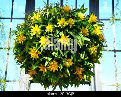 Le piante tropicali pendenti di Guzmania Depladia Diana in tondo forma Foto Stock