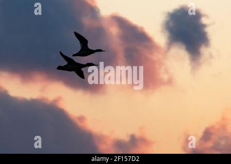 Silhouette di volo merganser di colore rosso contro il cielo drammatico Foto Stock