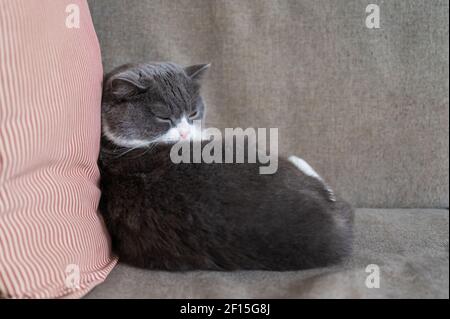 British Shorthair dormiva sul divano Foto Stock