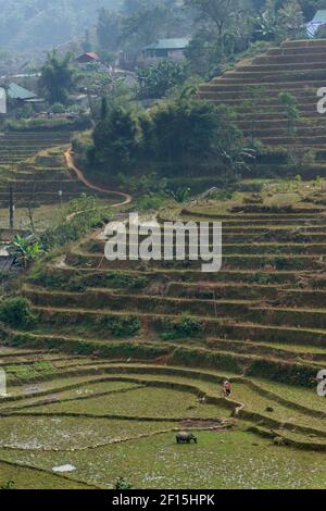 Paesaggio rurale che circonda Sapa, Laos Cai Provincia, nord Vietnam. Campi di riso terrazzati. Foto Stock