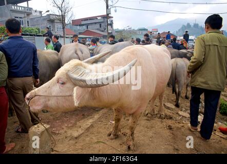 Mercato di bestiame. Bufalo d'acqua Albino al mercato di Bac ha, provincia di Lao Cai, Vietnam nord-orientale Foto Stock