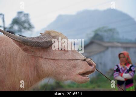 Mercato di bestiame. Bufalo d'acqua Albino al mercato di Bac ha, provincia di Lao Cai, Vietnam nord-orientale Foto Stock