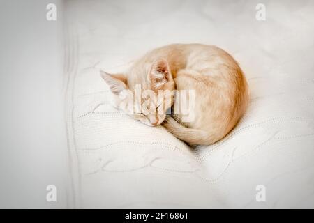 Cucciolo piccolo zenzero dorme arricciato in su in una sfera su una coperta bianca animale domestico, gattino dormiente all'interno Foto Stock