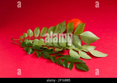 Foglie di curry e pomodoro, arrangiate su fondo testurizzato, isolate. Foto Stock