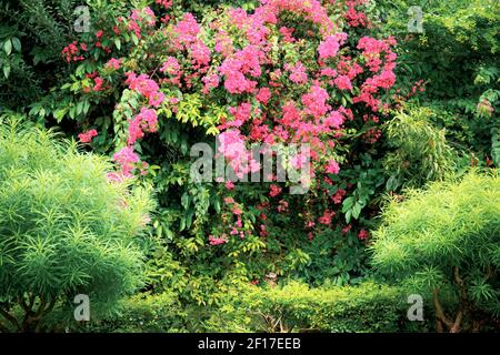 Fiori rosa di fioritura con la bella in giardino. Foto Stock