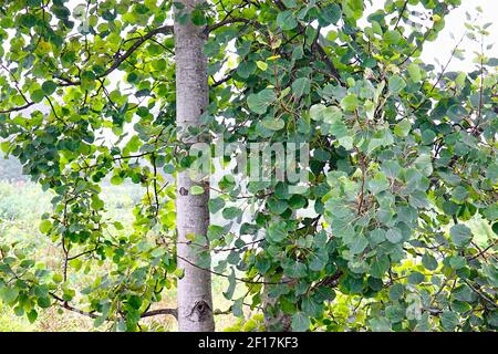 Quaking Aspen tree (Topulus tremuloides) in estate. Foto Stock