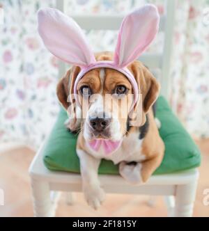 Giovane beagle in costume conigliato Foto Stock
