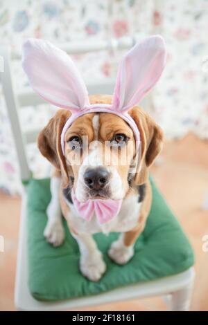 Giovane beagle in costume conigliato Foto Stock