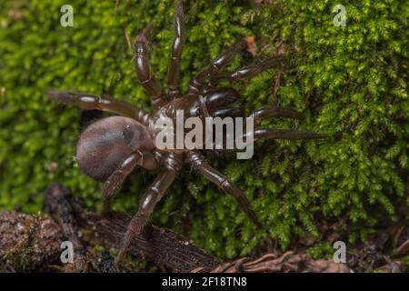 Un ragno a botola pieghevole (Aliatypus californicus), una specie di migalomorfo endemica della California, ha trovato strisciando sul pavimento della foresta di notte.