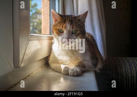 un gatto gode della luce del sole e si rilassa Foto Stock