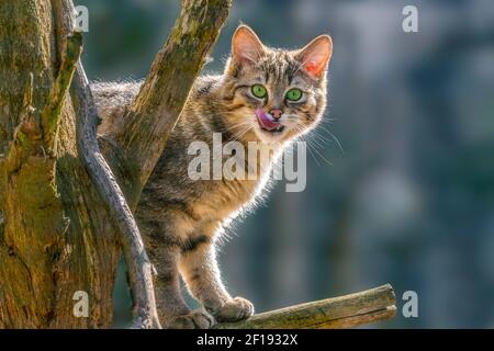 un gatto gode della luce del sole e si rilassa Foto Stock