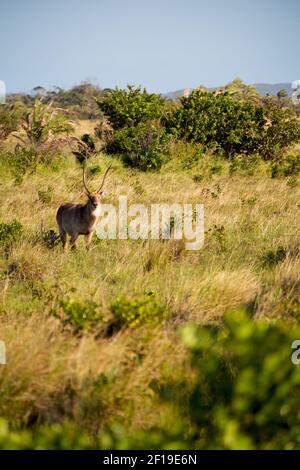 In Sud africa impala fauna selvatica Foto Stock