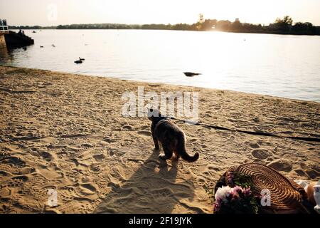 Questa foto d'inventario mostra un gatto scozzese grigio dritto di sei mesi con un guinzaglio sulla spiaggia su un giorno di sole Foto Stock