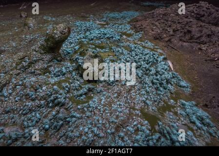 Una fioritura di alghe verdi blu in uno stagno di bestiame nella California del Nord, queste fioriture di cianobatteri creano tossine pericolose e condizioni di acqua non sicure. Foto Stock