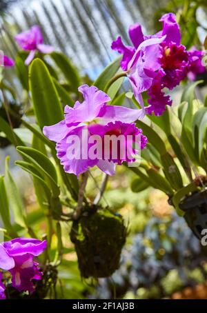 Orchidee viola, orchidee viola. Orchidea è regina dei fiori. Orchidea in giardino tropicale. Orchidea in natura. Foto Stock