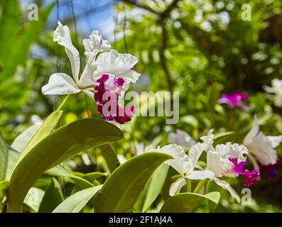 Orchidee viola, orchidee viola. Orchidea è regina dei fiori. Orchidea in giardino tropicale. Orchidea in natura. Foto Stock
