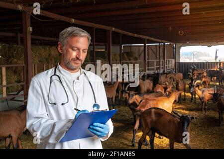 Senior Vet Doctor in uniforme bianca e Blue Medical Guanti in piedi in Goat Barn e la scrittura sulla clipboard. Foto Stock