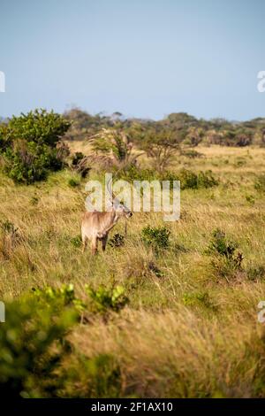 In Sud africa impala fauna selvatica Foto Stock