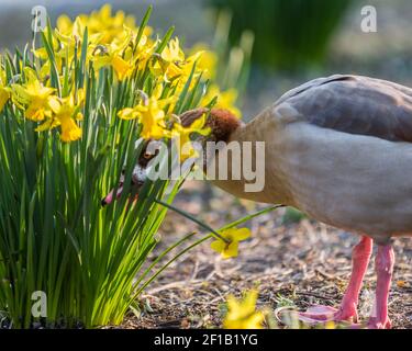 Un'oca egiziana gode di alcuni narcisi in un parco londinese. Foto Stock