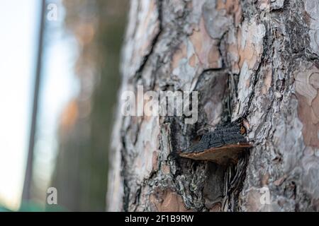 Vecchio fungo boscoso o Fomitopsis pinicola sul pino Foto Stock