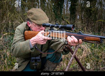 Lincolnshire, Inghilterra, Regno Unito. Un deerstalker finalmente luce guardando e avvistare cervi per l'abbattimento e la gestione come parte di un programma di conservazione Foto Stock