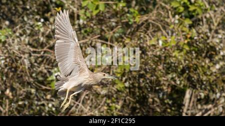 Fauna selvatica: Heron notte (nycticorax nycticorax) in volo, visto nel Pantanal settentrionale in Mato Grosso, Brasile Foto Stock