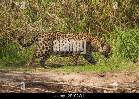 Fauna selvatica brasiliana: Una Jaguar (Panther onca) nel Pantanal settentrionale in Mato Grosso, Brasile Foto Stock