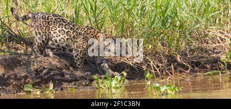 Caccia Jaguar sul Rio Sao Lourenco nel Pantanal settentrionale in Mato Grosso, Brasile Foto Stock