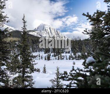 Scenario invernale con foresta in primo piano e montagna innevata in background, girato nel Banff National Park, Alberta, Canada Foto Stock