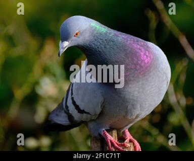 I piccioni ferali (Columba livia domestica), chiamati anche colombe cittadine, piccioni cittadini, o piccioni di strada, sono piccioni che discendono dal maiale domestico Foto Stock