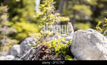 Curioso chipmunk in piedi sulla roccia nel mezzo della foresta, girato a Kananaskis, Alberta, Canada Foto Stock