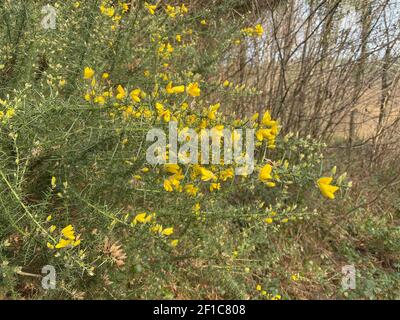 Golden Yellow Flower Heads su un arbusto selvaggio di Gorse (Ulex europaea) che cresce in una foresta in un giorno luminoso di inverno di sole in Devon rurale, Inghilterra, Regno Unito Foto Stock