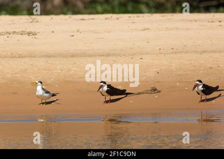 Due Skimmer nero (a destra) e un Tern grande-Billd (a sinistra) sul Rio Sao Lourenco nel Pantanal settentrionale in Mato Grosso, Brasile Foto Stock