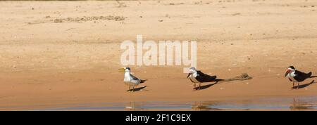 Alcuni Skimmer nero nel Pantanal in Mato Grosso, Brasile Foto Stock