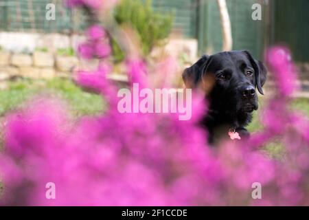 Un Labrador nero sedette sull'erba in un giardino dietro l'erica rosa Foto Stock