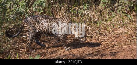 Giaguaro di caccia nel Pantanal vicino a Porto Jofre in Mato Grosso, Brasile Foto Stock