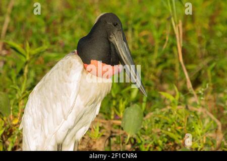 Primo piano della testa e becco di una micteria Jairu nel Pantanal in Mato Grosso, Brasile Foto Stock