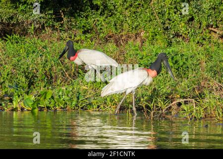 Due Jabiru nel Pantanal vicino a Porto Jofre in Mato Grosso, Brasile Foto Stock