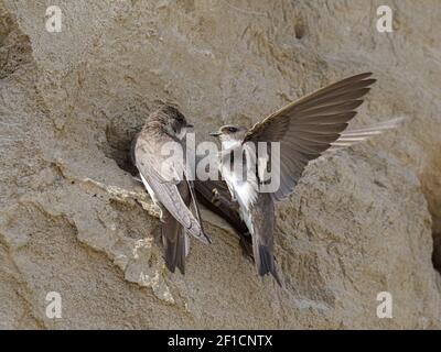 Sand Martin, Riparia riparia, interazione tra uccelli adulti a nidificazione colonia Norfolk, maggio Foto Stock